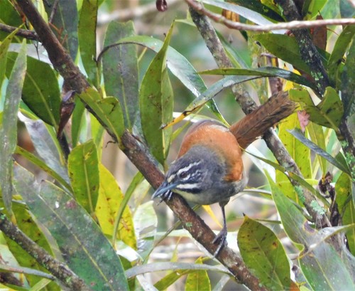 Whiskered Wren (Pheugopedius mystacalis), photo 3