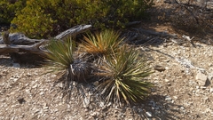 Yucca utahensis