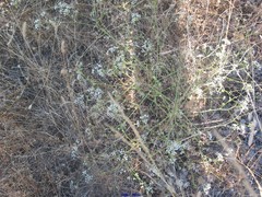 Pimpinella villosa