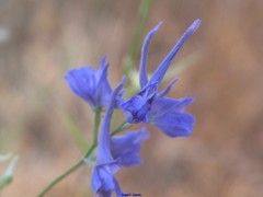 Delphinium gracile