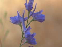 Delphinium gracile