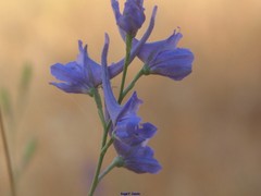 Delphinium gracile