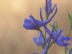 Delphinium gracile
