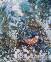 Periclimenes yucatanicus