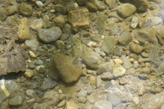 Xiphophorus hellerii