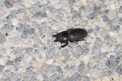 Serrognathus kyanrauensis