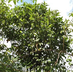 Miconia ibaguensis