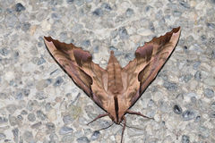 Phyllosphingia dissimilis