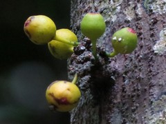 Ficus leptoclada
