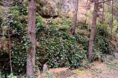 Hydrangea seemannii