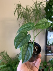 Monstera siltepecana