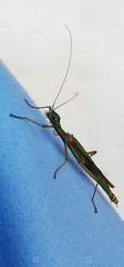 Damasippus