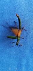 Damasippus