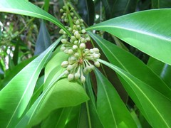 Planchonella chartacea
