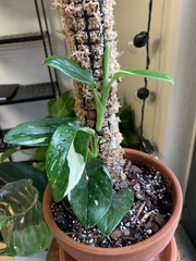 Monstera standleyana