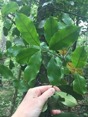 Hedycarya arborea