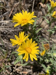 Heterotheca villosa foliosa