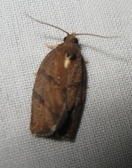 Argyrotaenia juglandana