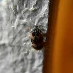Trogoderma angustum