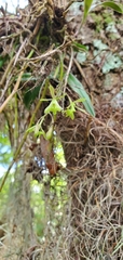 Epidendrum conopseum image