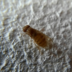 Drosophila repleta