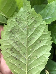 Bemisia argentifolii