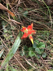 Castilleja litoralis