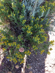 Chrysothamnus viscidiflorus latifolius
