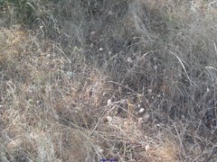 Trifolium sylvaticum