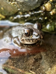 Fejervarya kawamurai