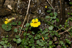 Erythranthe madrensis