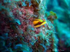 Hemiemblemaria simula