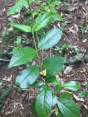 Geniostoma ligustrifolium