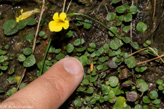Erythranthe madrensis