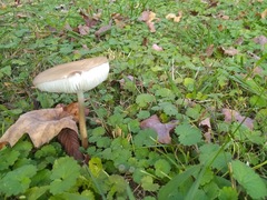 Russula integra
