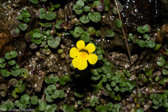 Erythranthe madrensis