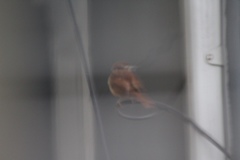 Thryothorus ludovicianus