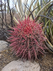 Ferocactus gracilis gracilis
