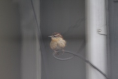 Thryothorus ludovicianus