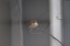 Thryothorus ludovicianus