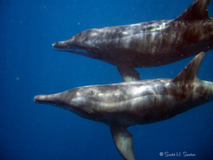 Steno bredanensis