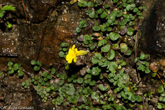 Erythranthe madrensis