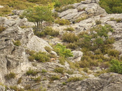 Rupicapra pyrenaica parva