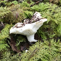 Russula cascadensis
