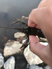 Faxonius virilis
