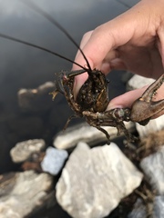 Faxonius virilis