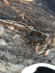 Faxonius virilis