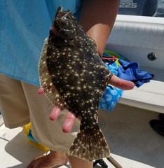 Paralichthys lethostigma