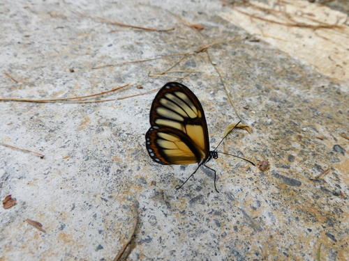 Pteronymia inania