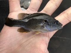 Lepomis cyanellus
